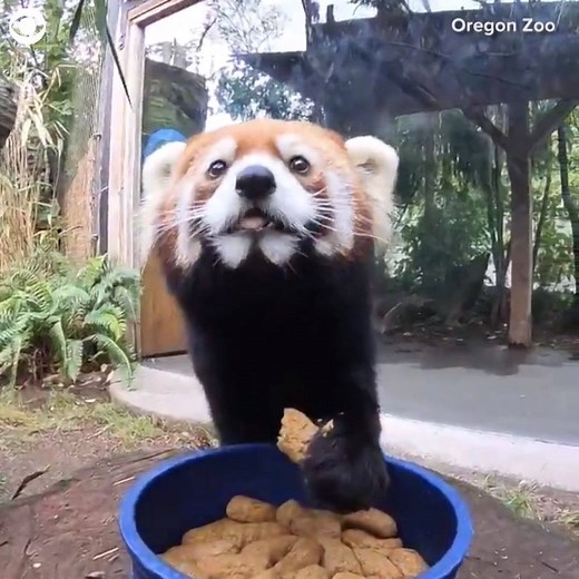 16 reactions | COOKIE MONSTERS: Two red pandas at the Oregon Zoo really like cookies! Mei Mei and Moshu were caught on camera munching on their tasty treats. | CBS Newspath | Facebook