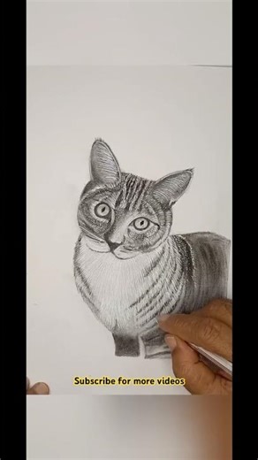 #howtodraw #realisticcats #catvideos #meow #cats