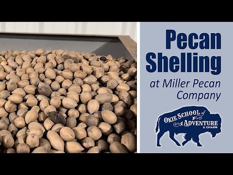 Pecan Shelling Plant Tour at Miller Pecan Company