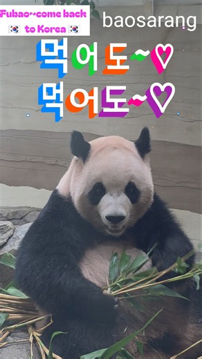 아기 곰돌이 루이바오~♡먹어도 먹어도 또 먹고 싶어요~♡ #루이바오 #바오가족 #푸바오 #루이후이 #baofamily #쇼츠