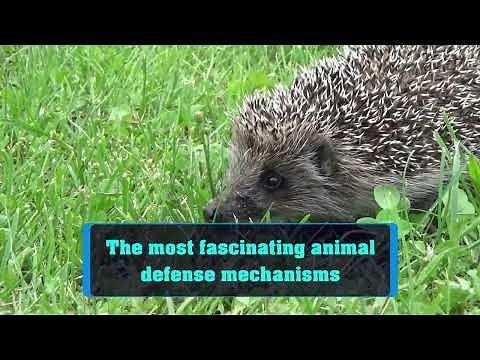 The most fascinating animal defense mechanisms