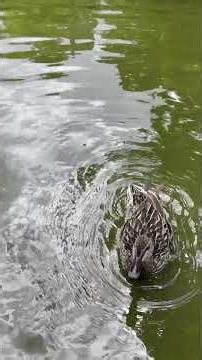 A Day with the Ducks | Matlock | Roam with Queso