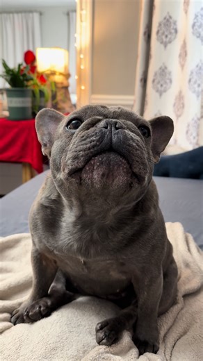 I don’t care about your show dad, can you please just focus on me 😩😂😂❤️ Hilde #attention #lookatme ##frenchbulldog##dogsoftiktok##fyp