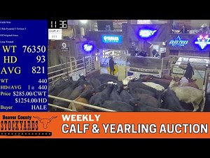 10/8/2024 - Beaver County Stockyards Weekly Calf & Yearling Auction
