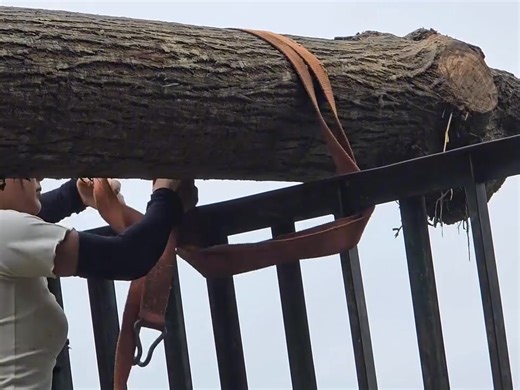 agricultural vehicle transporting wood girl loading wood. | Jcb Vlogs