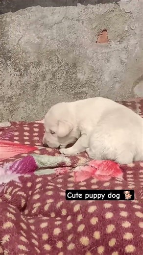 puppy sound🐕Labrador puppy barking Sound🔊Lab puppy funny shorts #dog #dogs #puppy #shorts #ytshorts