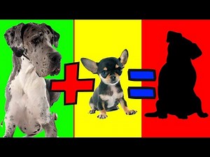 18 Cutest Crossbreed Dogs You'll Fall In Love With