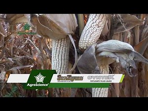 AgroScience | Conoce la importancia y los beneficios de la aplicación foliar en tu cultivo.