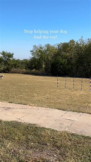 3K views · 89 reactions | Let your dog hunt!!! When you see them using their nose, give them time to work it out and find toys on their own. #dogtraining | Wild Dogs | Facebook