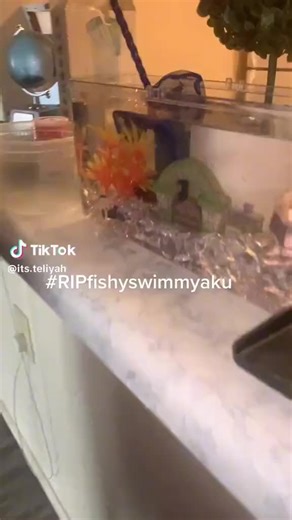 Throwback to Our Fishy's Funeral: A Hilarious Memory