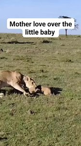 🐘🔥 Power Play in the Wild: Elephant Scatters Lioness and Cubs! 🦁🌿 In the heart of Masai Mara National Reserve, the mighty elephant reminds everyone who truly rules the land! 🐘 Earlier today, a protective elephant charged at a lioness and her cubs, forcing them to abandon their resting spot near the waterhole. Elephants are known to fiercely guard their territories and water sources — even from top predators like lions! Nature’s thrilling battles for space and survival unfold every day on ou