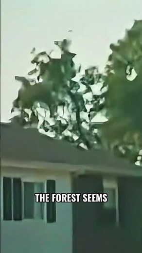 Walking Trees Caught on Camera? The Truth Behind the Urban Legend!