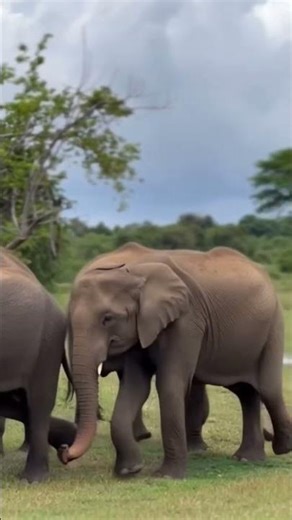 Elephant #relaxingmusic #wildlife #music #elephant