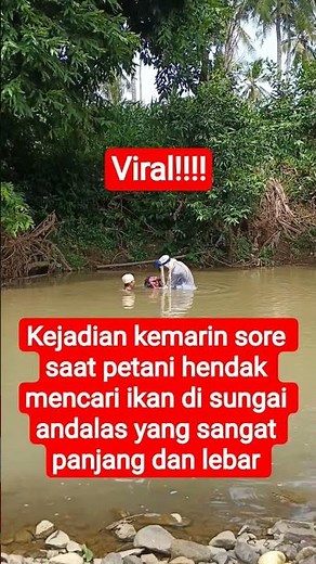 Kejadian kemarin sore saat petani hendak mencari ikan di sungai andalas#viralshort #feedshorts