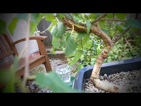 Pruning silver birch to improve branch structure and develop their overall shape