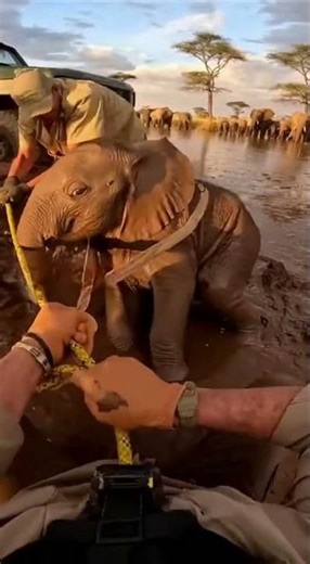 Bodycam Rescue: Baby Elephant Stuck in Deep Mud! 🐘