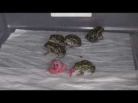 Pack Of Pixie Frogs Pick Off Pink Mice / Warning Live Feeding