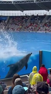 Dolphin Steals the Microphone! #dolphin #aquarium #shorts #wildlife #funny
