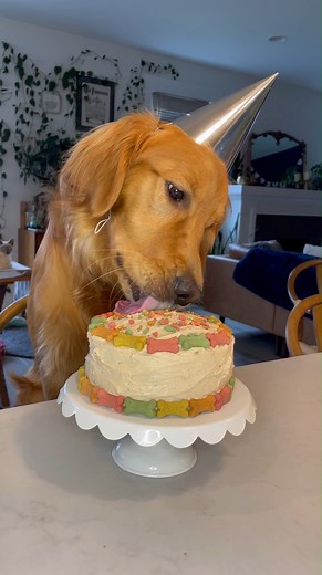 This easy Homemade Dog Cake will have your fur baby barking for more! It is crafted with tasty dog-friendly flavors, like pumpkin, applesauce, and peanut butter, but the best part is watching them eat it! Your dog will devour this special birthday treat and love every bite! Ingredients For the cake: 1 ½ cups of all purpose flour 1 teaspoon of baking soda Pinch of salt ¾ cup of pumpkin puree ½ cup of applesauce ⅓ cup of natural peanut butter make sure that it’s xylitol free 1 large egg 3 tablespo