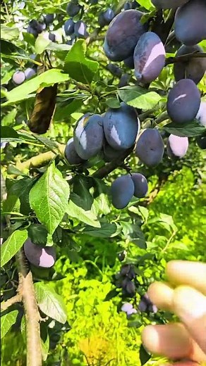 EPIC Plum Harvest! Abundant Ripe Purple Plums on the Tree | Summer Fruit Picking ASMR