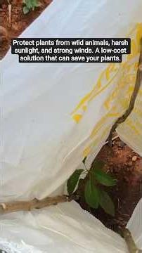 How to Protect Young Plants Using Urea Bags 🌱 | Simple Farm Hack