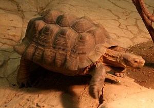 Desert Tortoise