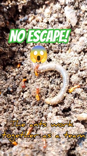 EARTHWORM UNDER ATTACK!😳