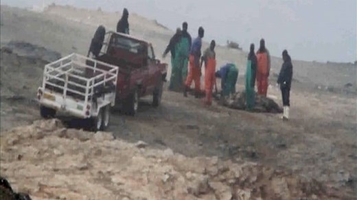 Horrific footage of seal clubbing in Namibia – video