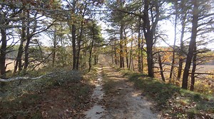 Curious Cape Cod: Hiking the Old Colony Railroad trackbed in Wellfleet