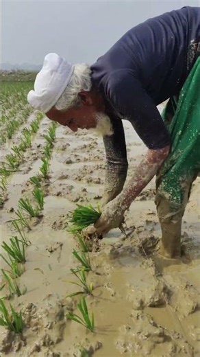 পাখিটির নাম অঞ্জনা #trending