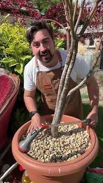 Here’s my handy tips on feeding and caring for your Acer tree #acer #gardeningtips #plants