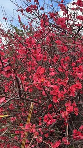 Chris introduces the stunning Red Flowering Quince – a true beauty of early spring! 🌺 With its vibrant red blooms, this hardy shrub is perfect for adding a burst of colour to your garden right when you need it most. 💖 Shop here: https://www.thetutuguru.com.au/shop/chaenomeles-red-flowering-quince-6-pot/ #RedFloweringQuince #EarlySpringBlooms #GardenBeauty #FloweringShrubs #SpringGarden #GardenGoals #HelloHelloPlants #PlantLovers #GardenInspiration #SeasonalColour | Hello Hello Plants & Garden 