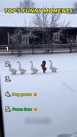 Ranking Funny People Getting Scared (you have to see the last jump scare!)