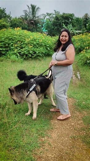 Cute Leo Betu | #shorts #camerababa #gsd #doggo
