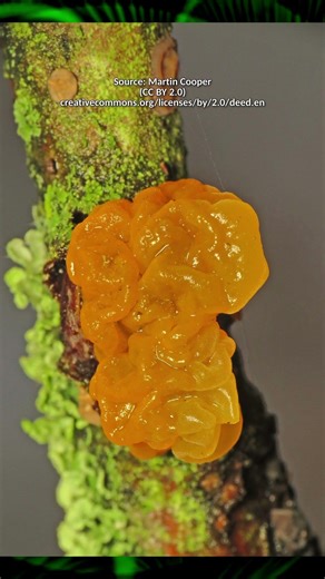 3 MORE UNIQUE FUNGI #fungi #mycology #science #mushroom #nature #foraging #facts #mushroompicking