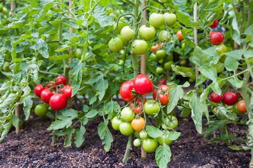 9 Ways to Improve Your Soil for Stronger, More Productive Tomatoes