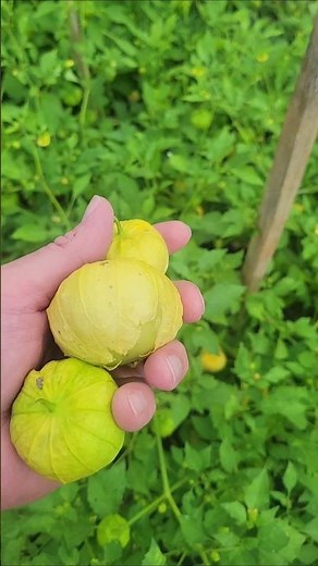 First ripe tomatillos of the season for making salsa verde