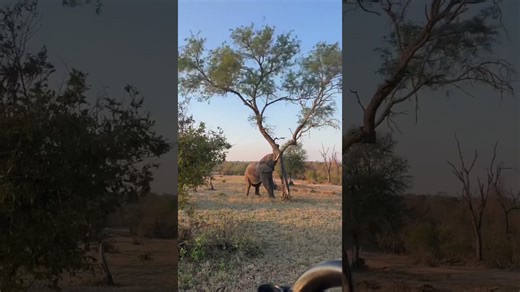 See a magnificent elephant effortlessly cut down a tree