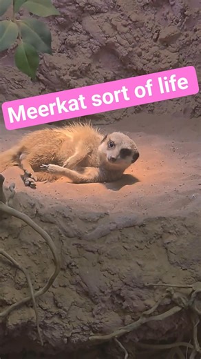 pet meerkat having a play and chill #meerkats #meerkat