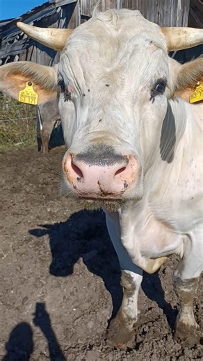 tja ja.. die Kuh das passt wie die Faust aufs Auge 😉🙈🙂🌞