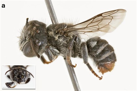 Here’s where scientists discovered the horned ‘Lucifer’ bee