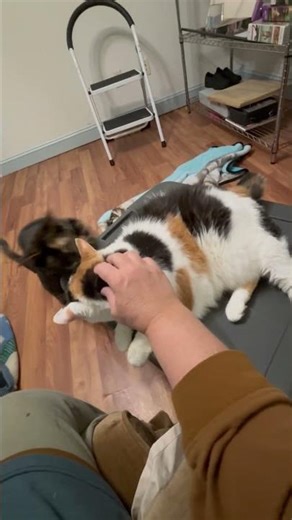 Cat Gets Jealous Funny Cats 2025