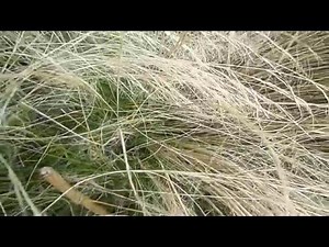 Ostnica mocna (Stipa tenuissima) 'Pony Tails'