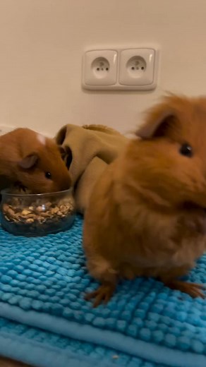 82K views · 3.8K reactions | Shower time . . . #guineapig...