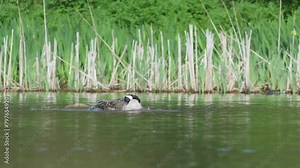 Canada Goose, Branta canadensis, bird at spring time on lake
