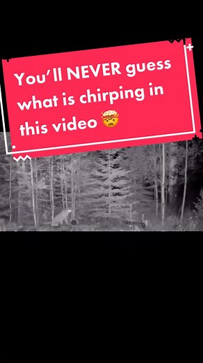 Mountain Lion Chirping and Baby Sounds | Wildlife Discovery