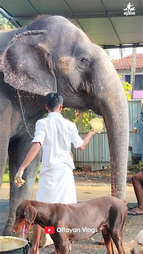 ഇക്കാ ബ്രോണോ ചോറ് എടുക്കുന്നു🤣🤣 I Kaveri Elephant Malappuram #aana #kaveri #shorts
