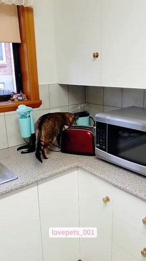 Cat vs Toaster.#cats #usa #funnycat #catlover #funny #foryou #funnyanimals #funnytiktok #funnyvideos #cutecats #cute #funnypets #fypシ #viral | Readmind