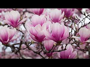 M2U feat. Guriri - Magnolia (Extended)