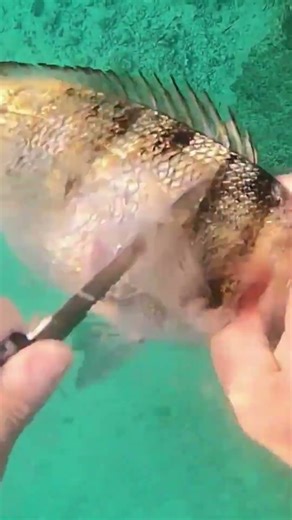 🎯 Long Shot Success 🐟✨ Catch, Clean & Prepare a Beautiful Silver Fish